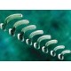Guedel Airway Large Adult 120mm Bag/6 