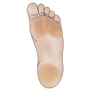 Callus