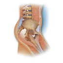 Conditions of the Abdomen