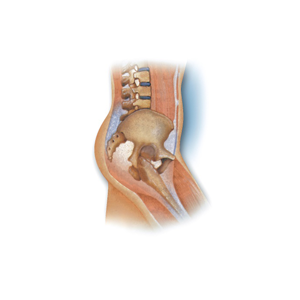 Conditions of the Abdomen