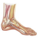 Ankle