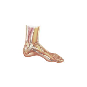 Conditions of the Ankle
