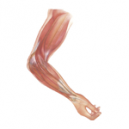 Conditions of the Elbow