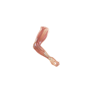 Conditions of the Elbow
