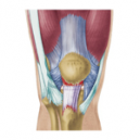 Conditions of the Knee