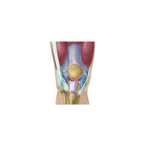 Conditions of the Knee