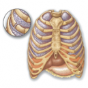 Conditions of the Ribs