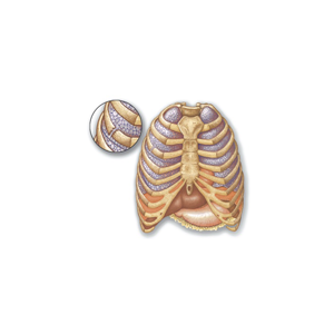 Conditions of the Ribs
