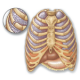 Conditions of the Ribs