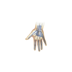 Conditions of the Wrist