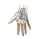 Conditions of the Wrist